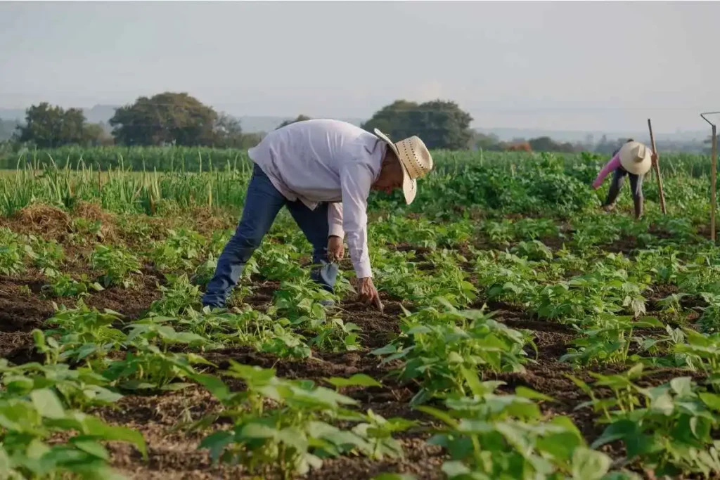 rischio caldo settore agricolo